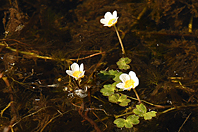 Ranunculus aquatilis Ranunculus aquatilis